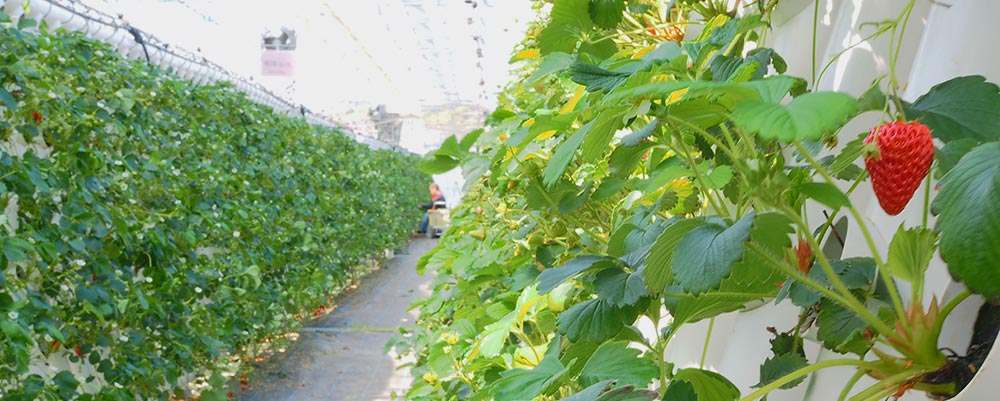 永徳園のいちご