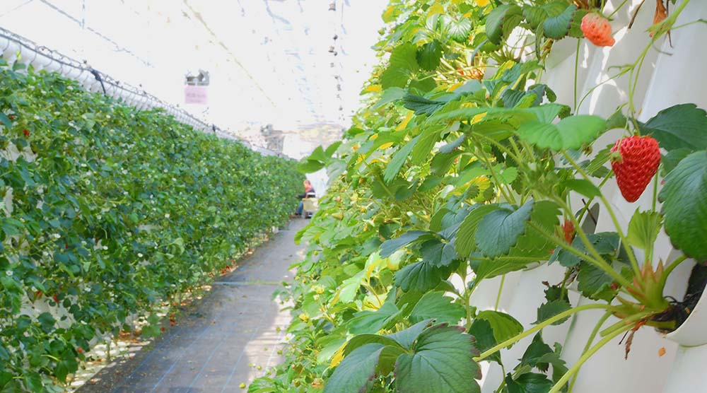 永徳園のいちご